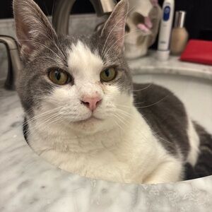 Meet your Posher, Abigail